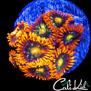 ASSORTED ZOA MINI COLONY