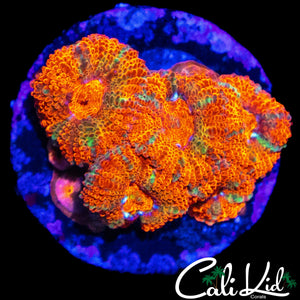 FRUIT STRIPE MICROMUSSA