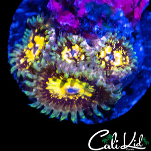 CK LG BOT ZOA QUAD
