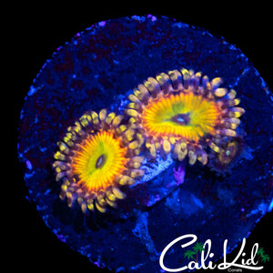 CK SATURNS RINGS ZOA DOUBLE
