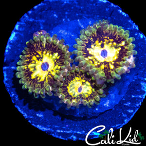 CK LG BOT ZOA TRIPLE