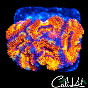 ULTRA ACAN MINI COLONY