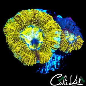 RARE ASIAN ACAN DOUBLE