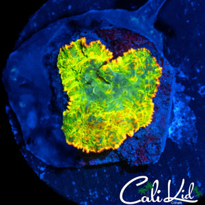 TEQUILA SUNRISE MUSHROOM