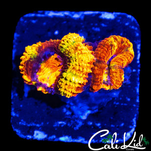 CK ABERRAMA GOLD ACAN DOUBLE (NEW RELEASE)