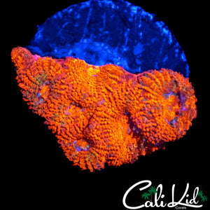 FRUIT STRIPE MICROMUSSA