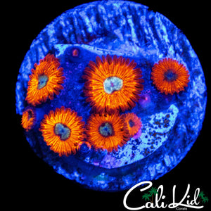CHARMANDER ZOA MINI COLONY