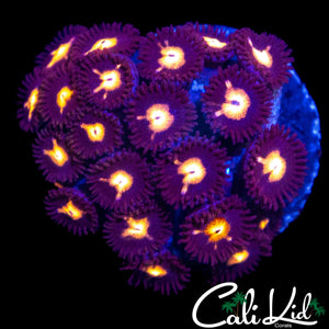 ASSORTED ZOA COLONY