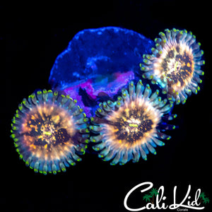 SOUR PUNCH ZOA TRIPLE