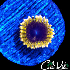 MESOSPHERE ZOA