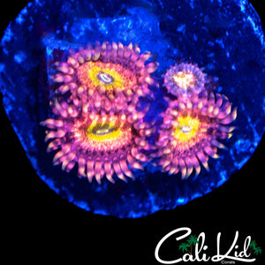 CHONG BONG ZOA QUAD