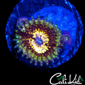 CK LG BOT ZOA