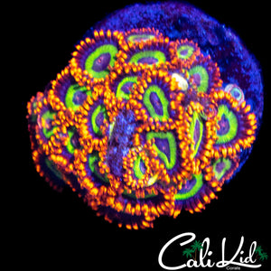 FRUIT LOOPS ZOA COLONY