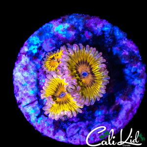 CHIQUITA ZOA TRIPLE