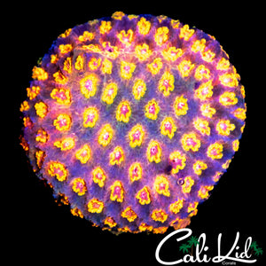 MYSTERY RAINBOW CYPHASTREA