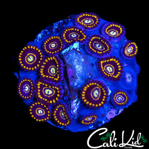 OG PURPLE HORNETS MINI COLONY