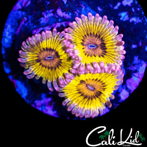 CHIQUITA ZOA TRIPLE