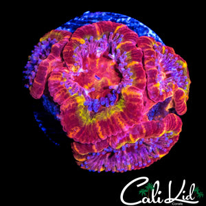 RARE RAINBOW ACAN QUAD