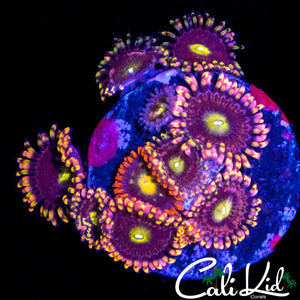 ASSORTED ZOA MINI COLONY