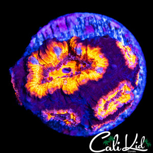 ULTRA RAINBOW ACAN MINI COLONY