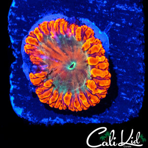 RAINBOW EYE BLASTO