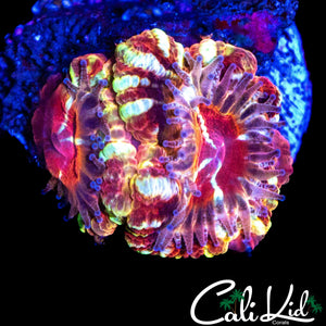 RARE ASIAN ACAN DOUBLE