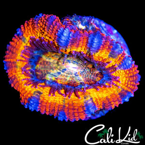 RAINBOW ACAN LORD