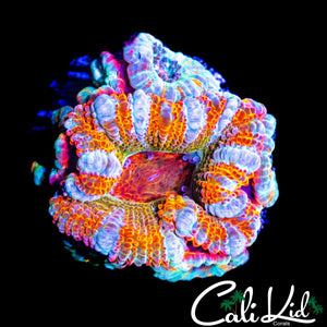 SUPER RARE ACAN MINI COLONY