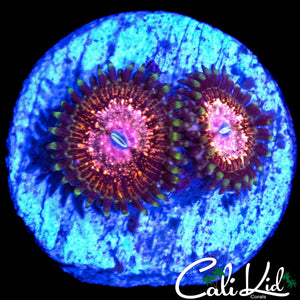 CK UNRELEASED ZOA DOUBLE
