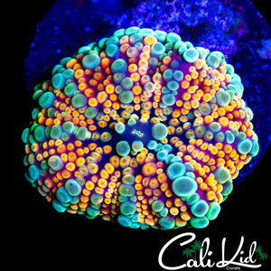 CK ACID TRIP MUSHROOM