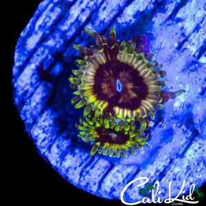 MYSTERY ZOA DOUBLE