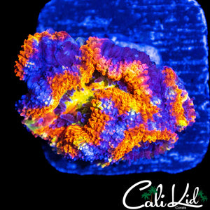 RAINBOW ACAN QUAD
