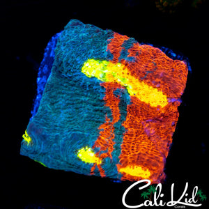INSANE EYE 50/50 RAINBOW CHALICE