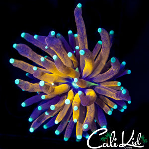 BEAUTIFUL TIGER TORCH