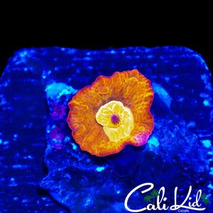 AQUACULTURED BOUNCE DISCO SHROOM (BABY)