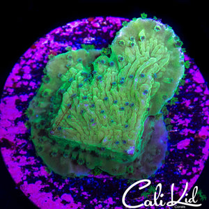 BLUE PETAL MONTI