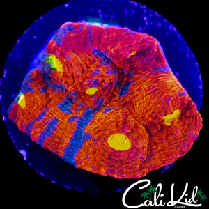MULTI EYE RAINBOW CHALICE CHUNK