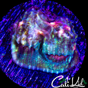 PINK ZOMBIE EYE CHALICE