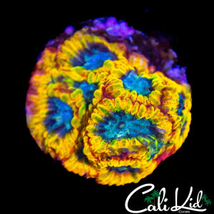 YELLOW SUBMARINE FAVIA