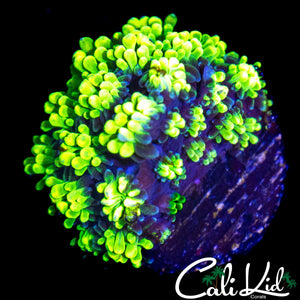 SUPER BRIGHT GALAXIA