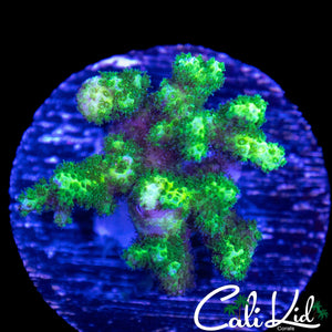 ULTRA FUNKY BIRDSNEST