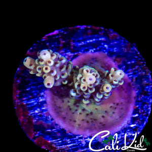 RAINBOW SWIRL ACRO