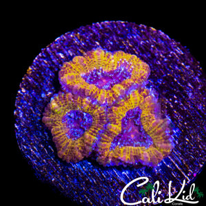 GOLDEN JEWEL ACAN TRIPLE