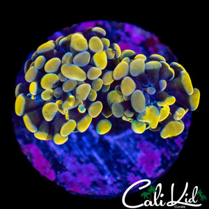 ULTRA RAINBOW BRANCHING HAMMER