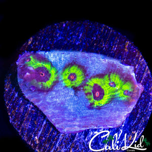 CORAL ZOMBIE EYE CHALICE