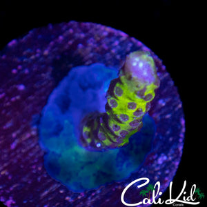MYSTERY ANACROPORA