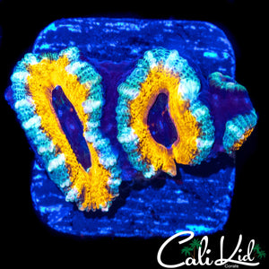 YELLOW ABYSS ACAN TRIPLE