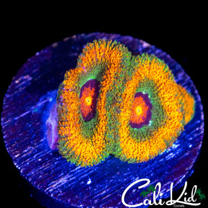 ORANGE KUSH ACAN TRIPLE