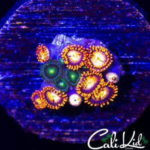 ASSORTED ZOA MINI COLONY