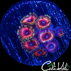 HYPER PINK ZOA MINI COLONY